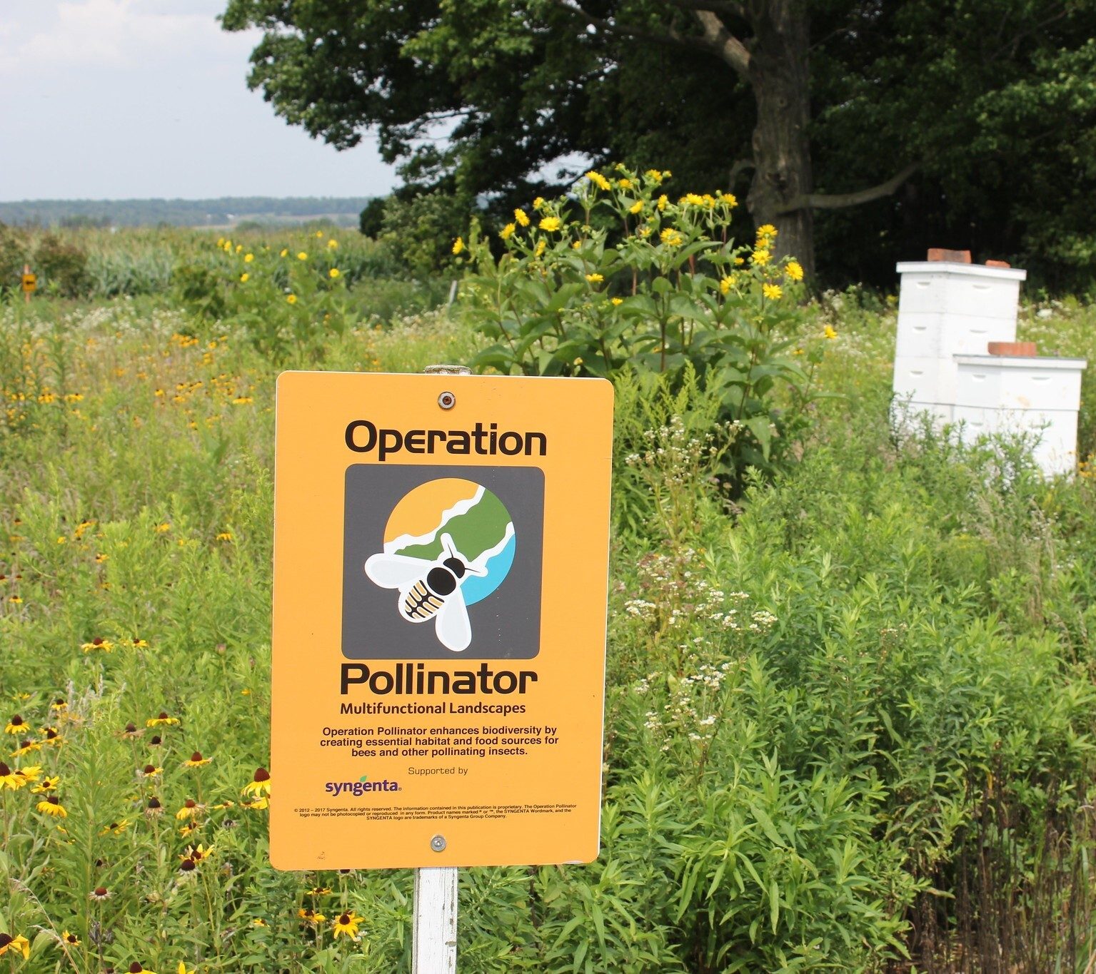 Sign that says Operation Pollinator in a field of pollinator plants