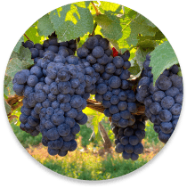 grapes on a tree