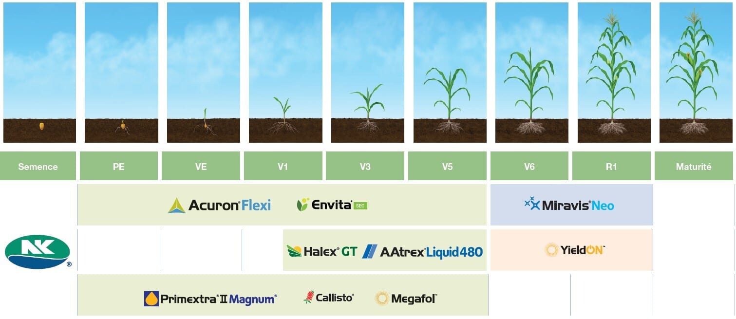 Calendrier d'application Syngenta pour la protection des cultures de maïs
