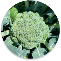 wild cabbage, Leaf vegetable, Food, Plant, Broccoli, Ingredient, Dishware, Flower, Cuisine