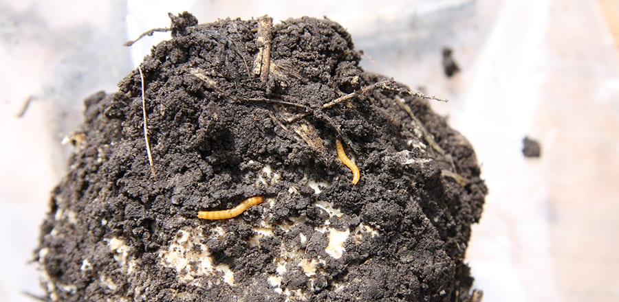 Wireworms in brown soil