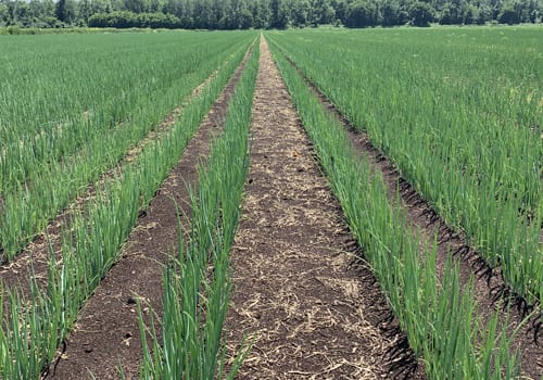 onion crop