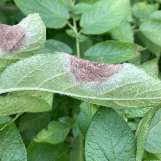 Potato leaves showing late blight lesions