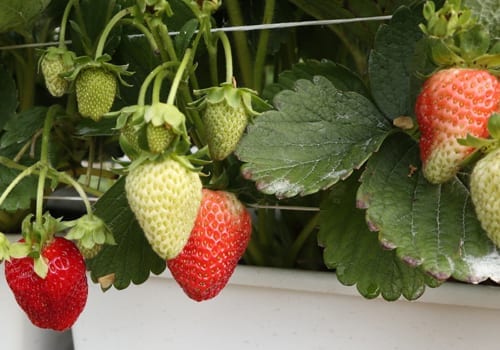strawberry 