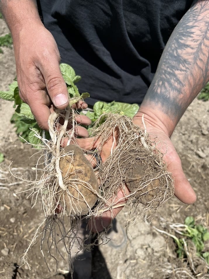 Hands holding two sprouted potatoes with extensive roots.