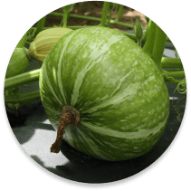 cucurbit