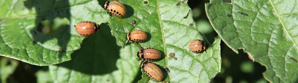 Orange Colorado potato beetle larvae eating potato leaves.