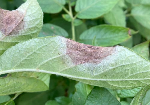 late blight in potato