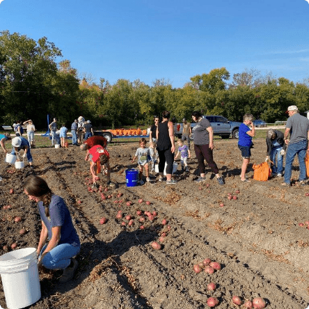 several people standing and kneeling as they harvest potatoes in a field