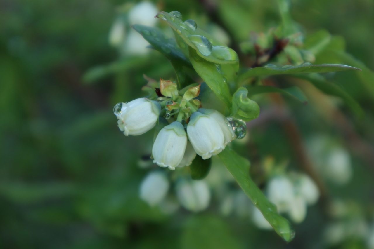 Closeup of highbush blueberries