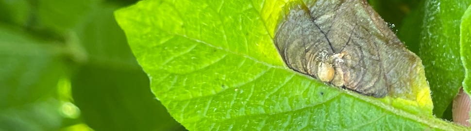 botrytis lesion on potato leaf