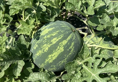 Natural foods, Food, Plant, Watermelon, Citrullus, Cucurbita, Leaf, Melon, Fruit, Squash