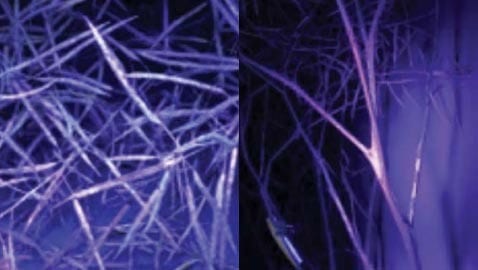 Split image of canola under a UV light after applying Helios at the 200 L/ha labelled Reglone Ion water volume rate