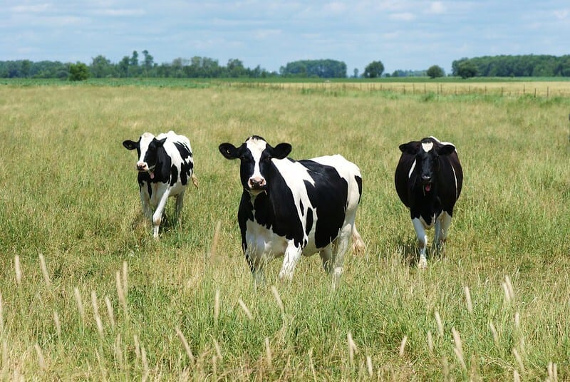 three white and black cows in a field