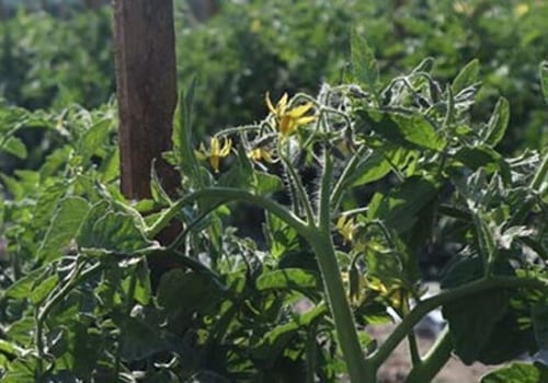 tomato crop