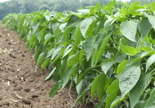 pepper crop