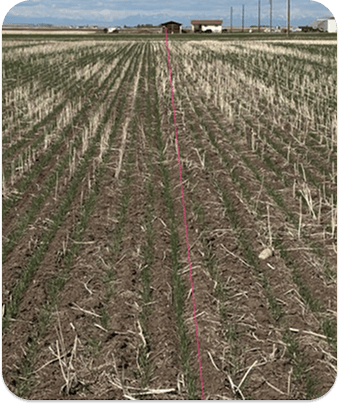 A field with rows of young green crops, brown soil, stubble, distant buildings, mountains, and a pink line.
