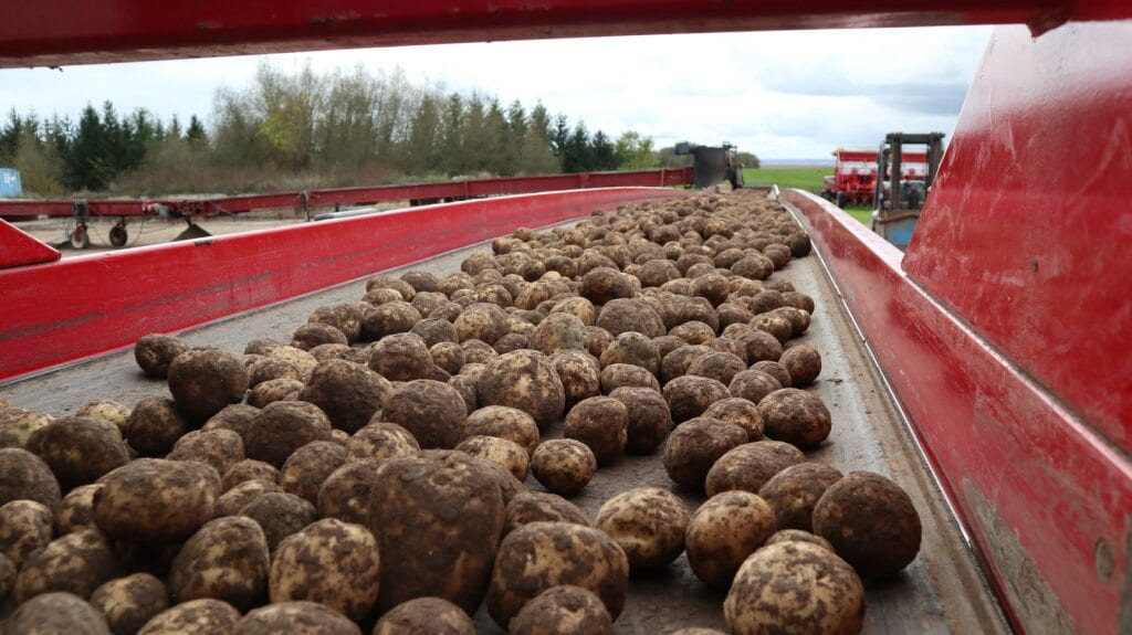 Many dirty potatoes on a red conveyor belt, with farm equipment in the background.