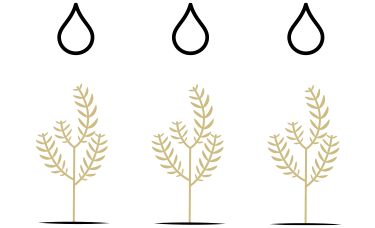 Uniform moisture content through canola crop