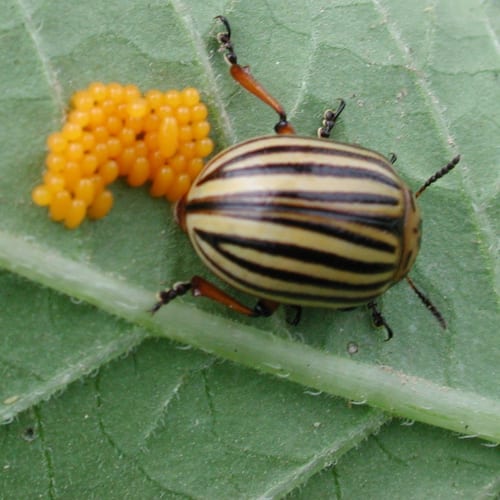 Colorado potato beetle with orange eggs on a green leaf.