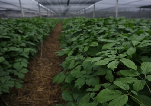 Leaf vegetable, Plant, Agriculture