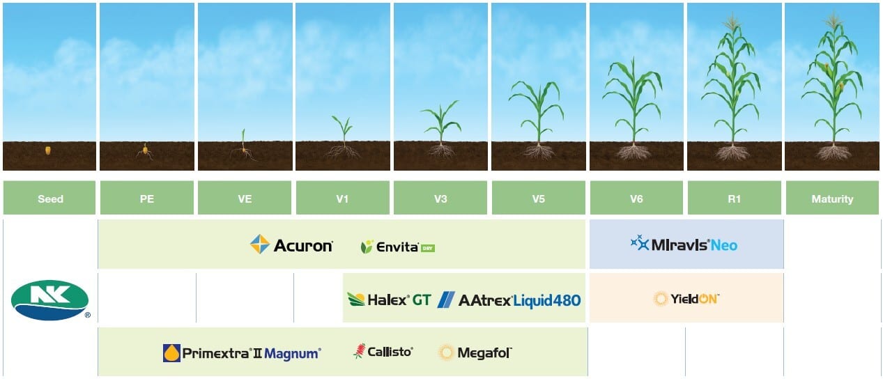 Corn Application Timing
