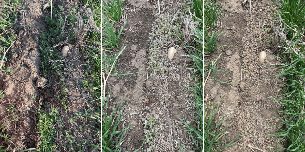 Agriculture, Soil, Plantation, Grasses, Field