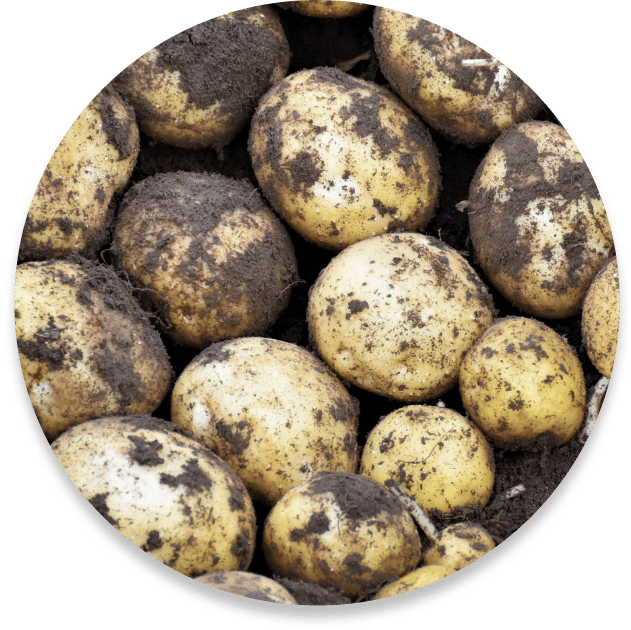 potatoes covered in dirt