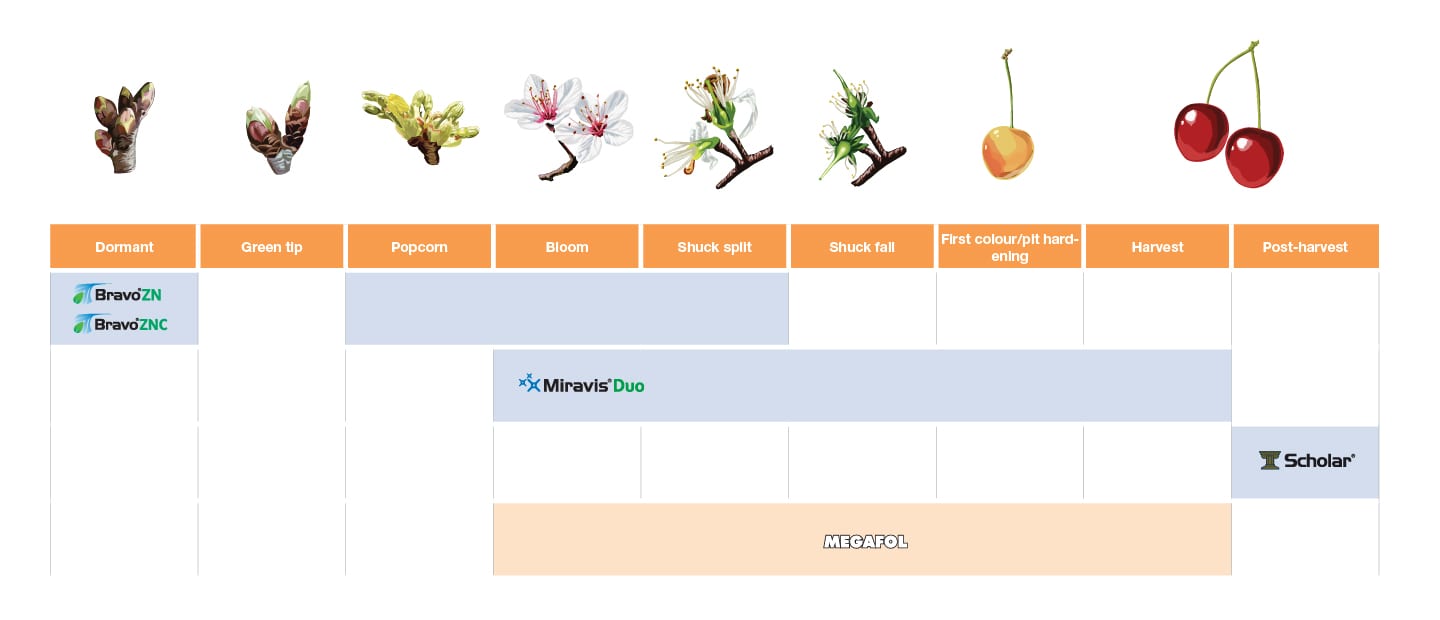 Application timing for stone fruit