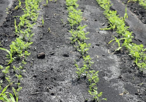carrot crop