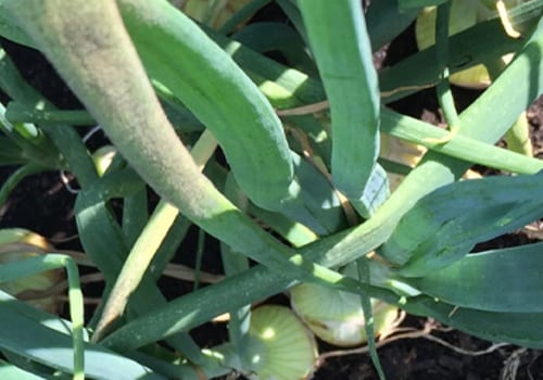 downy mildew on onion crop