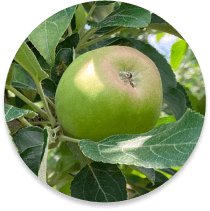 apple on a tree