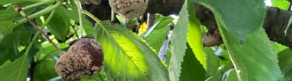Brown rot on cherry crop