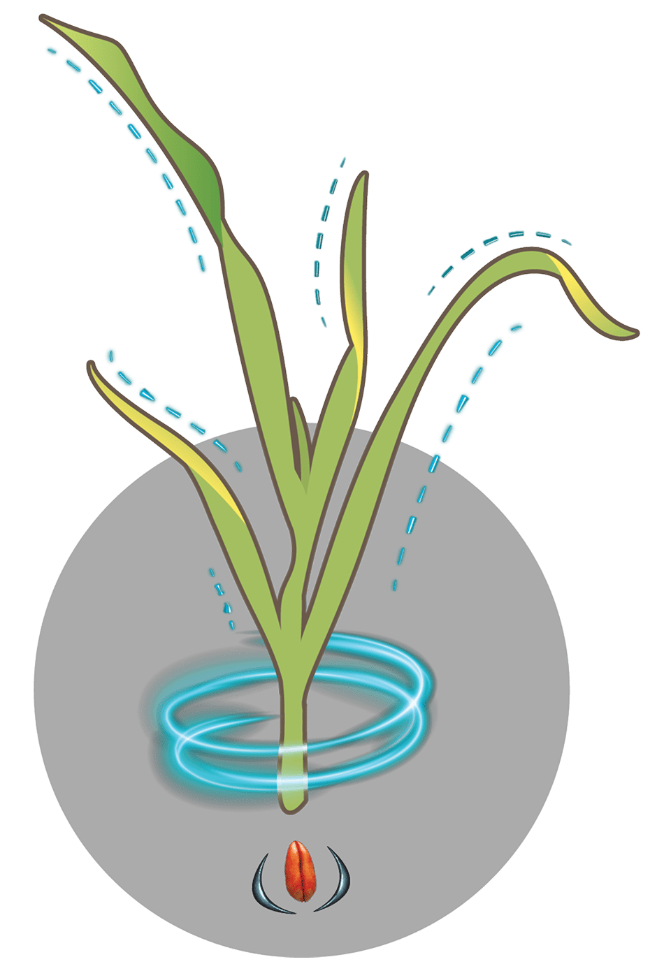 Illustration of a green plant growing from a seed with blue glowing energy and dashed lines.