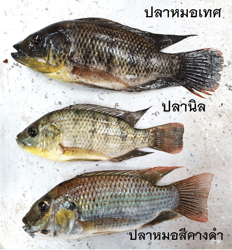 Vertebrate, Organism, Fish, Fluid