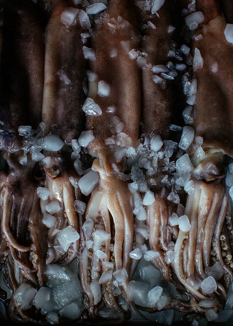Organism, Mushroom, Wood