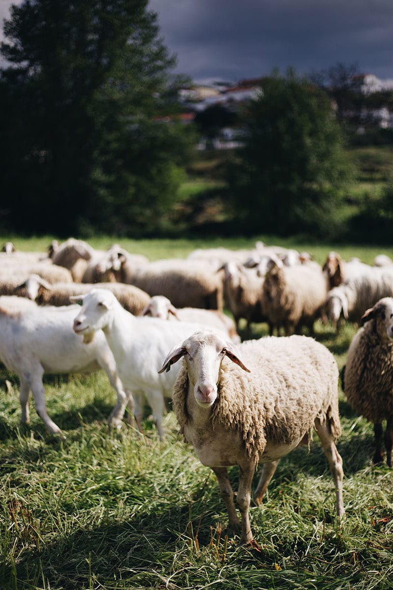 Natural landscape, Sky, Plant, Vertebrate, Ecoregion, Tree, Mammal, Sheep, Grass, Grassland