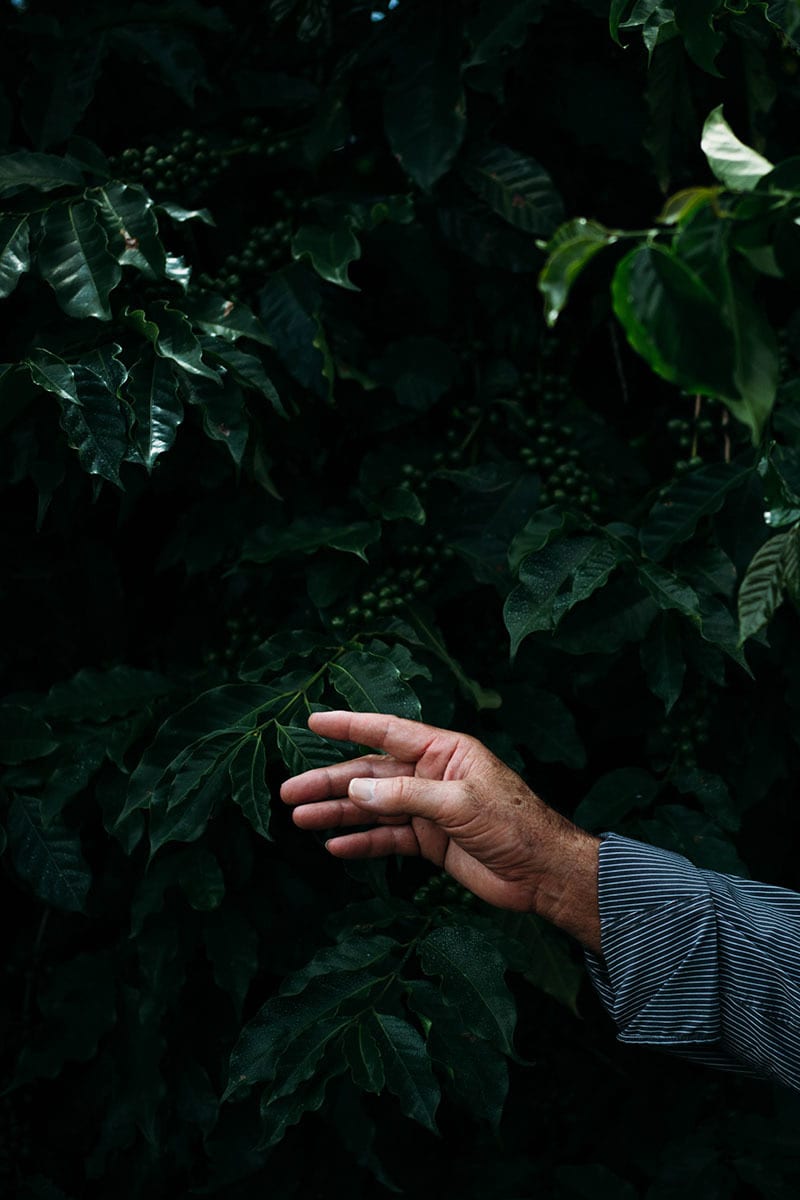People in nature, Terrestrial plant, Hand, Leaf, Botany, Vegetation, Organism, Gesture, Finger