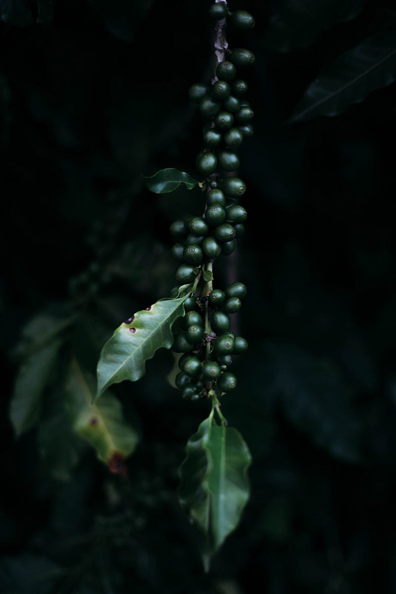 Terrestrial plant, Flower, Twig, Water