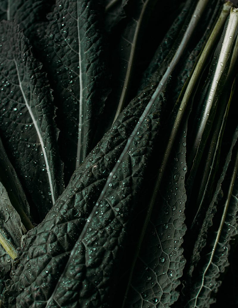 Terrestrial plant, Leaf, Textile, Wood, Grey, Grass