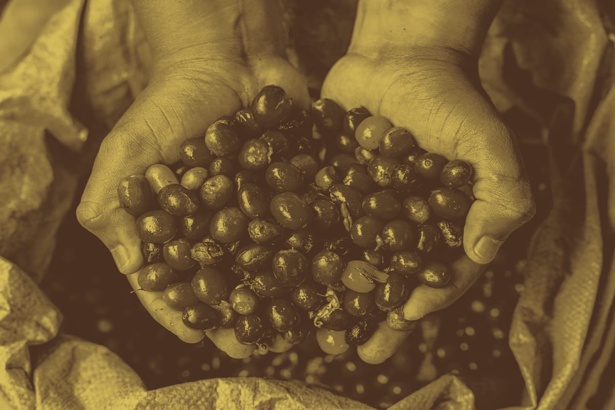 Plant, Fruit, Gesture