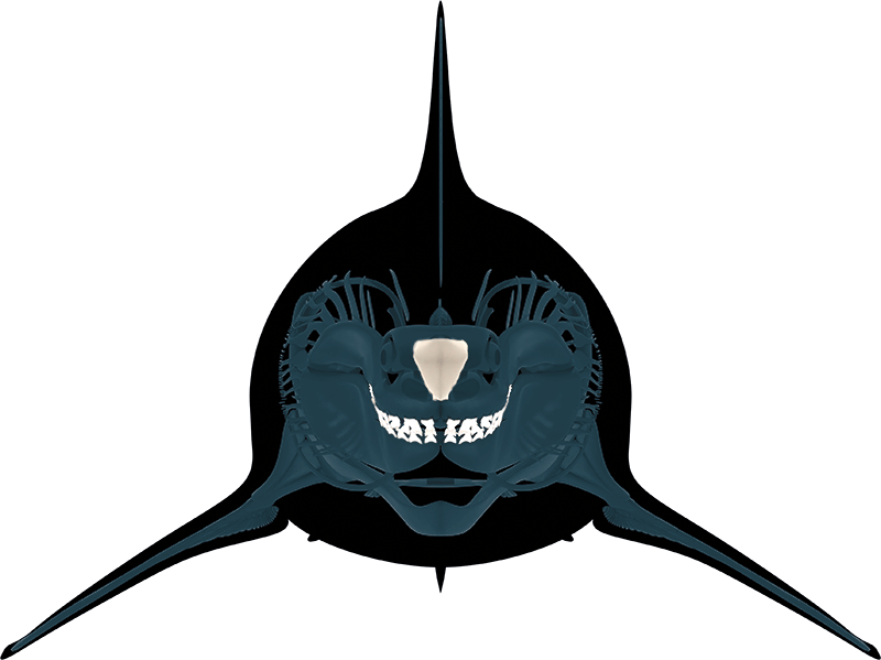 Marlin, Swordfish, Fish