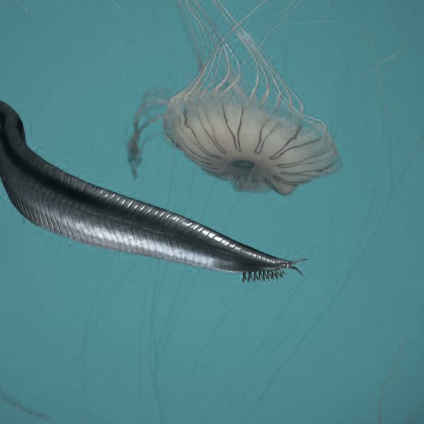 Marine invertebrates