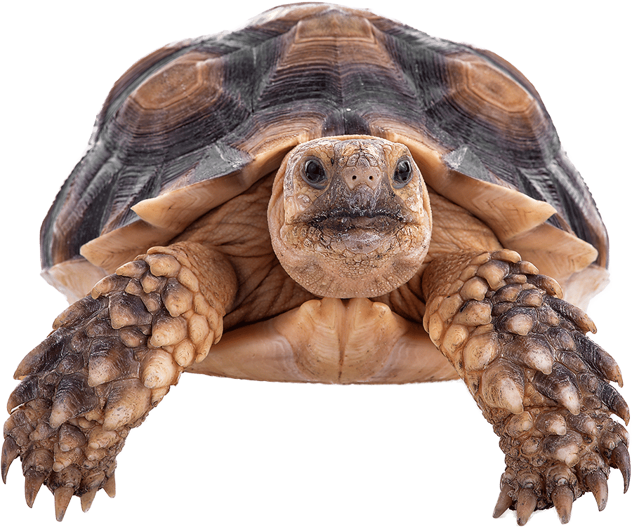 Gopher tortoise, Terrestrial animal, Head, Reptile, Turtle