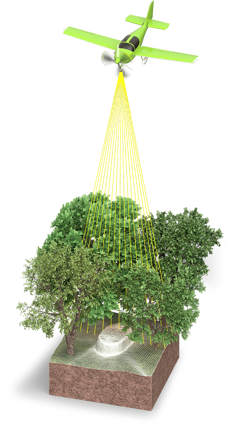 Terrestrial plant, Toy, Grass, Evergreen
