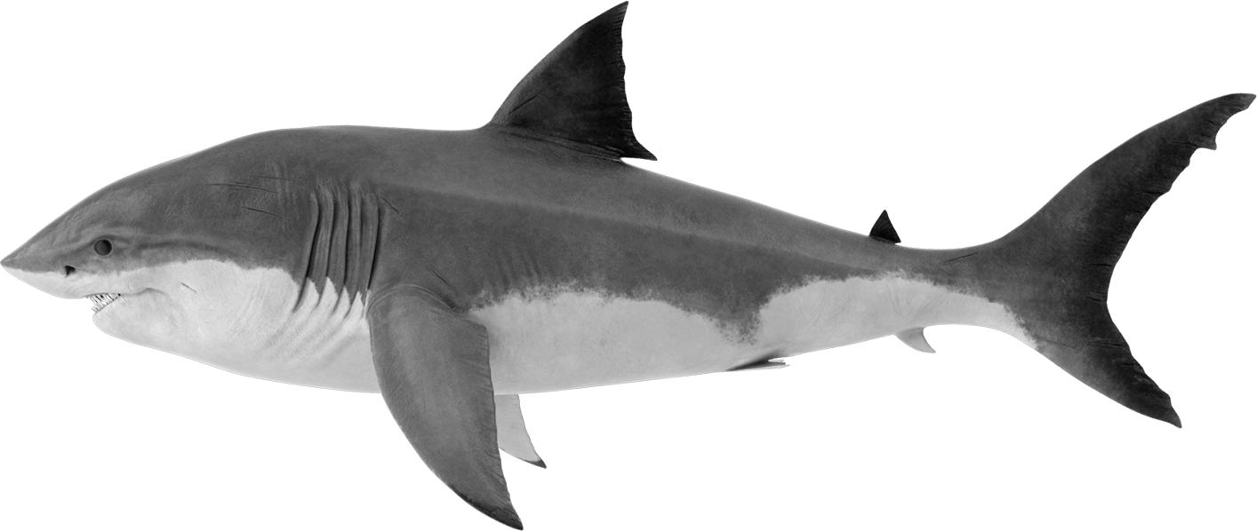 Requiem shark, Marine biology, Vertebrate, Fin, Lamniformes, Fish, Lamnidae, Carcharhiniformes