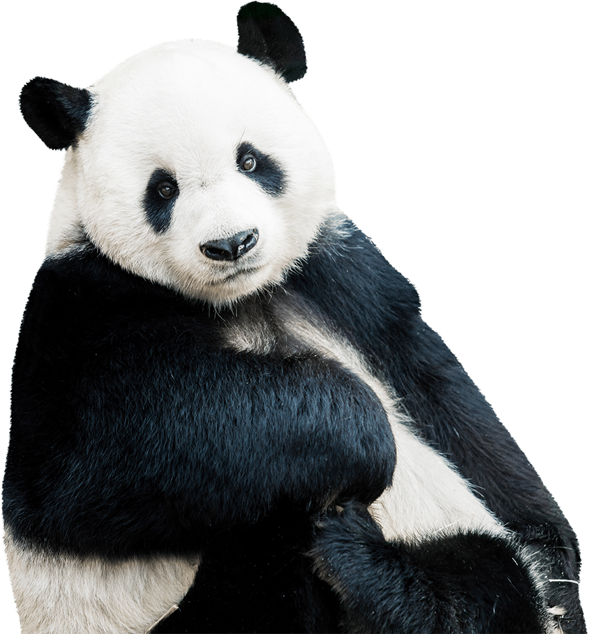 Terrestrial animal, Carnivore, Organism, Mammal, Panda