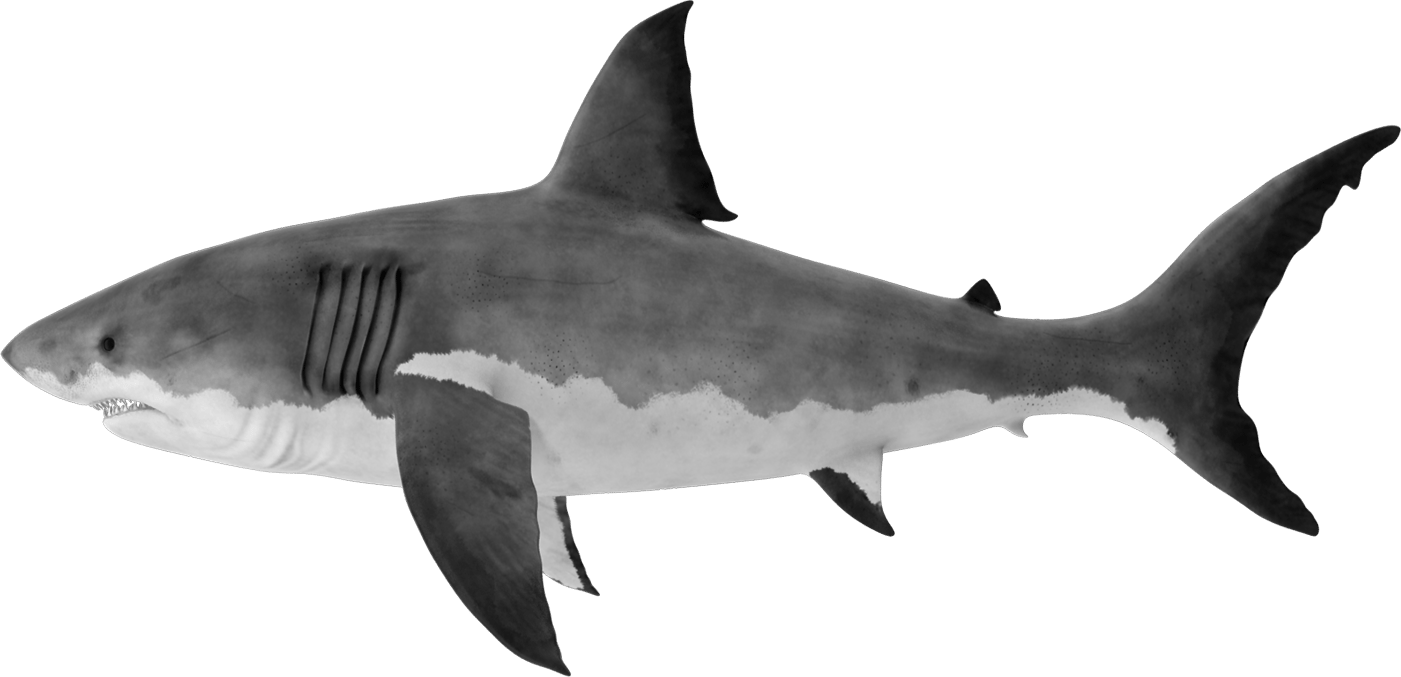 Great white shark, Marine biology, Fin, Lamnidae, Lamniformes, Fish, Carcharhiniformes
