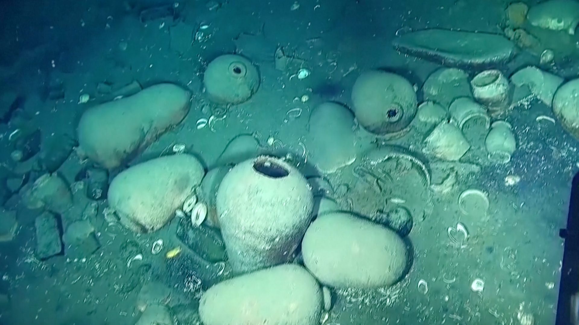 Water, Liquid, Azure, Fluid, Organism, Aqua