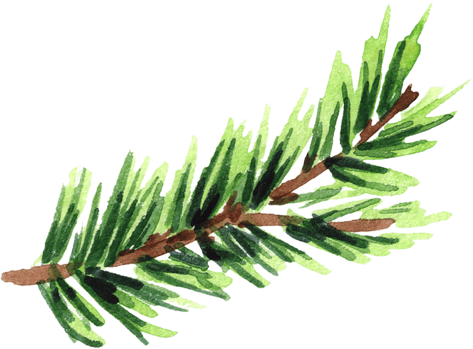 Natural material, Plant, Twig, Tree, Evergreen, Larch